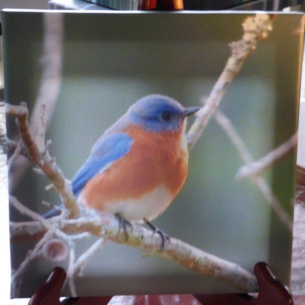 8 x 8 canvas of a Blue Bird